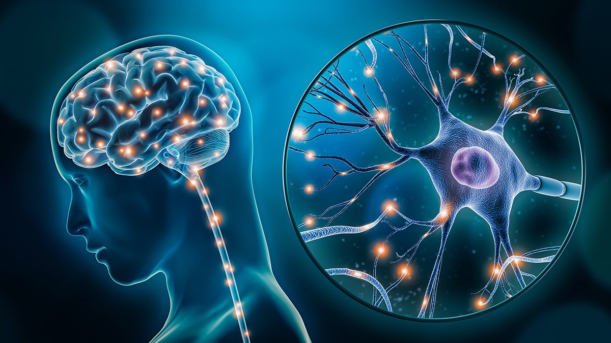 ¿Cómo reacciona nuestro cerebro al miedo?